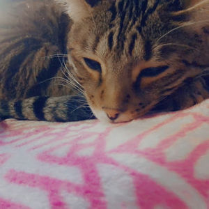 Meet your Posher, Alicia